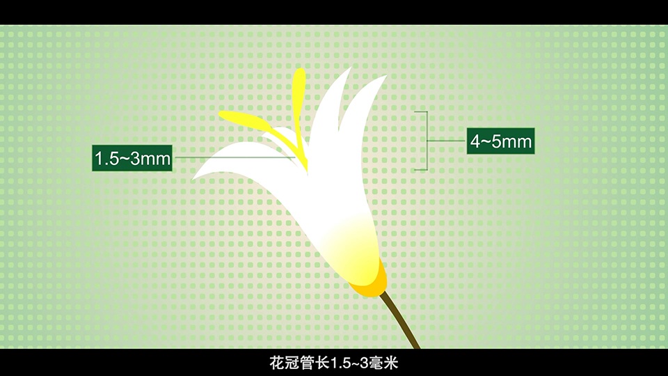 上海市环境学校 女贞